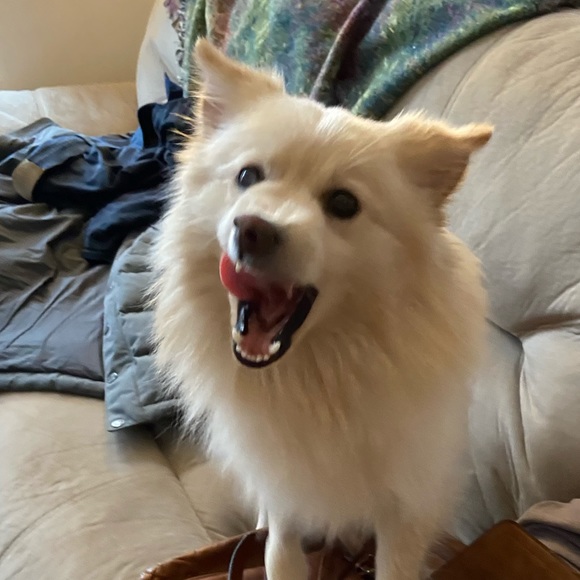 Meet your Posher, Jeremiah - Picture 2 of 3